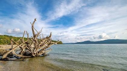 Fallen Tree Beach