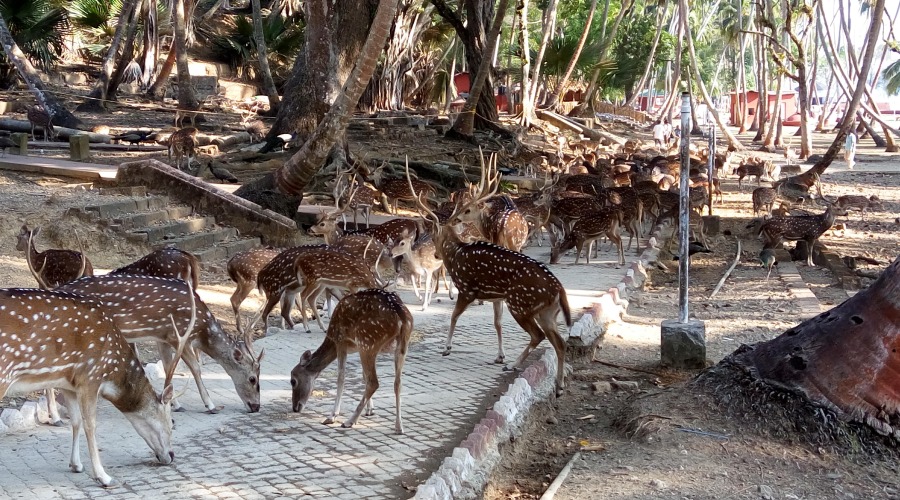 Ross Island (Netaji Subhash Chandra Bose Island)