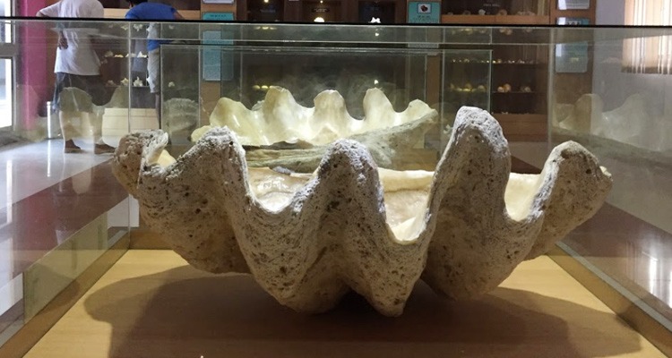 Tribal Lifestyle Exhibits