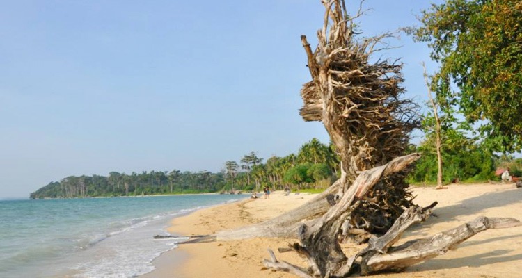Coastal Driftwood Logs