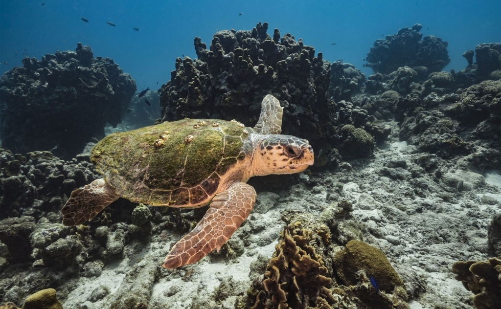 Loggerhead Sea Turtle