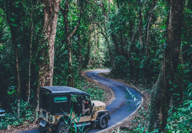 Tropical Forest Road